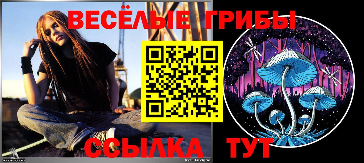 Псилоцибиновые грибы Psilocybine cubensis Людиново